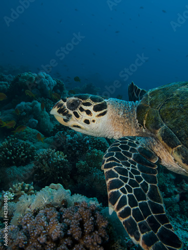 Hawksbill turtle  Eretmochelys imbricata 