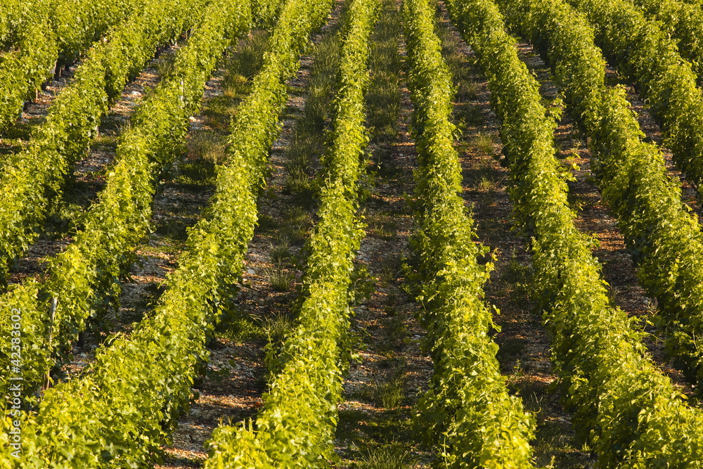 Vineyards of Sancerre