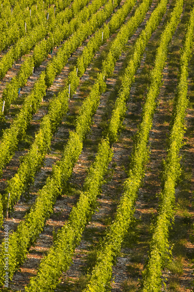 The vineyards of Sancerre in France