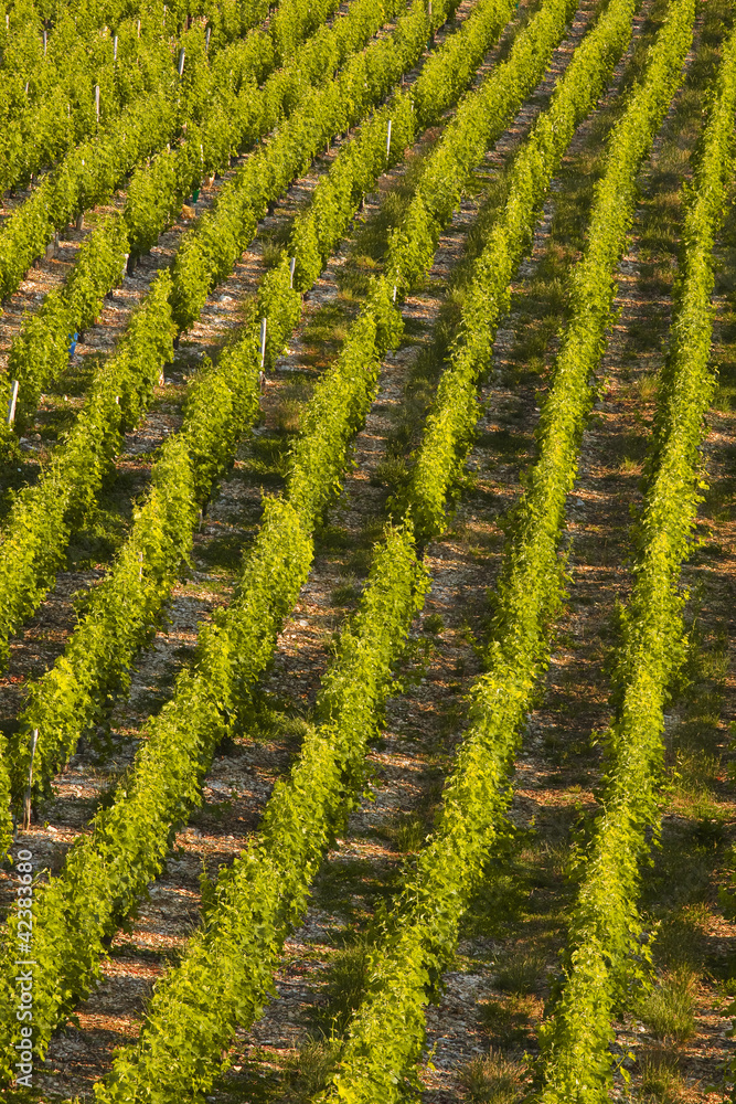Fototapeta premium The vineyards of Sancerre in France