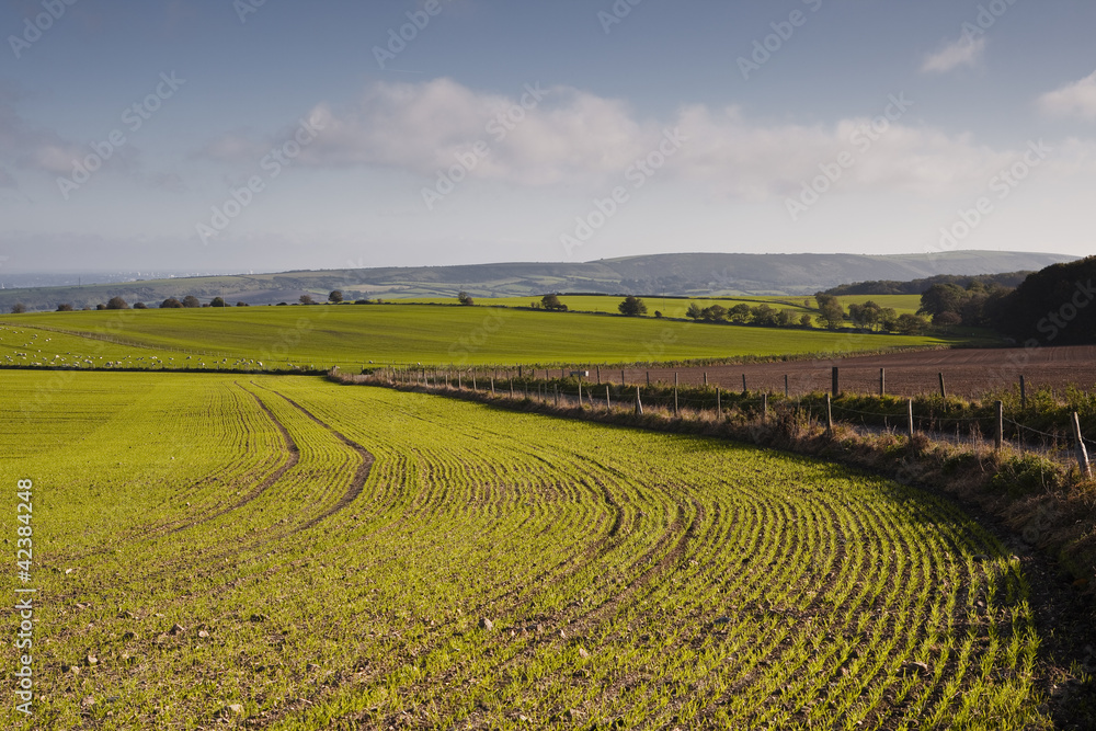 Agriculutral scene in Dorset