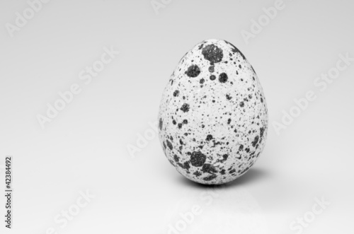 Standing Quail Egg with Copy Space  Black and White 