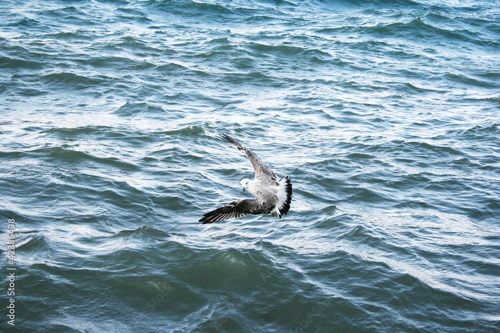Fototapeta premium Seagull on lake Sevan