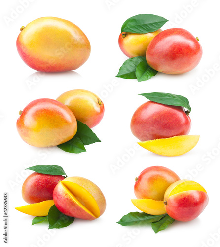 collection of 6 mango images