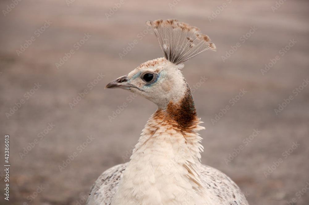 Peahen Peahen