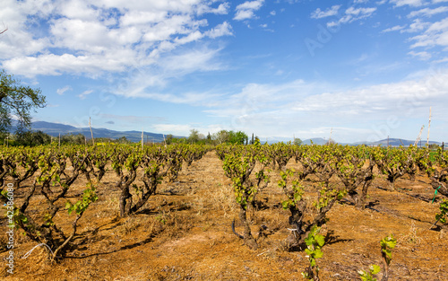 Vineyard in Greece in spring