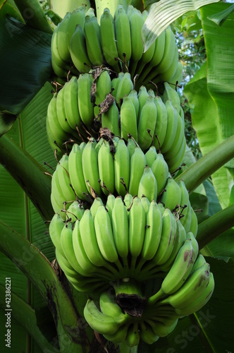 bunch of green bananas