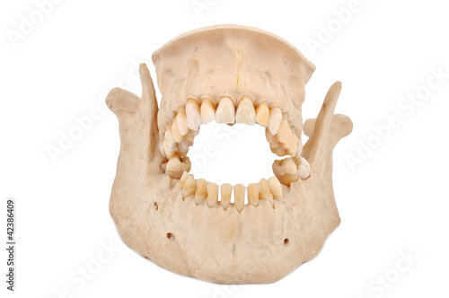 human jaw