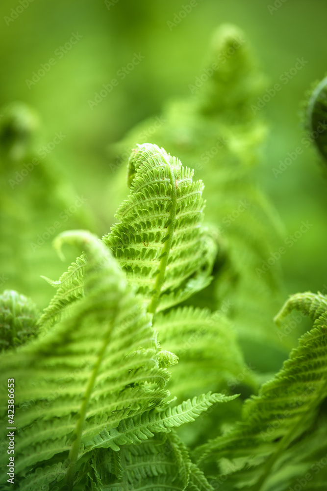 Fern Leaves Fern Leaves