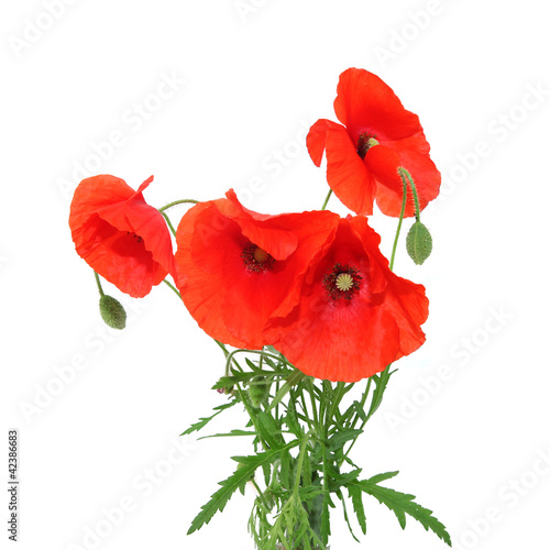 Fototapeta Naklejka Na Ścianę i Meble -  coquelicot