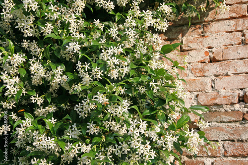 white jasmine and an old red brick wall
