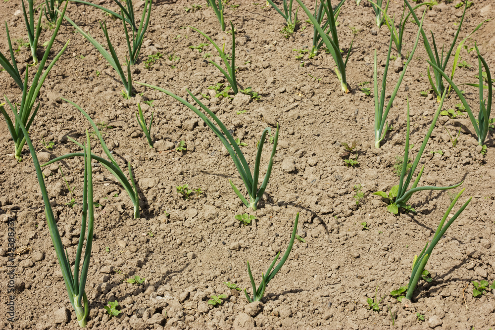 Field with organically growing onions Field with organically growing onions