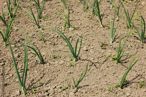 Field with organically growing onions