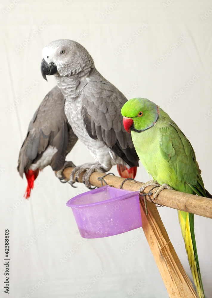 Obraz premium Beautiful green and grey parrots