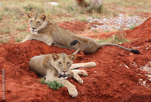 lions photo