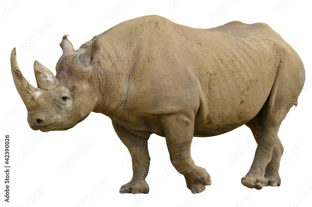 Closeup of Black Rhinoceros (Diceros bicornis) walking Closeup of Black Rhinoceros (Diceros bicornis) walking