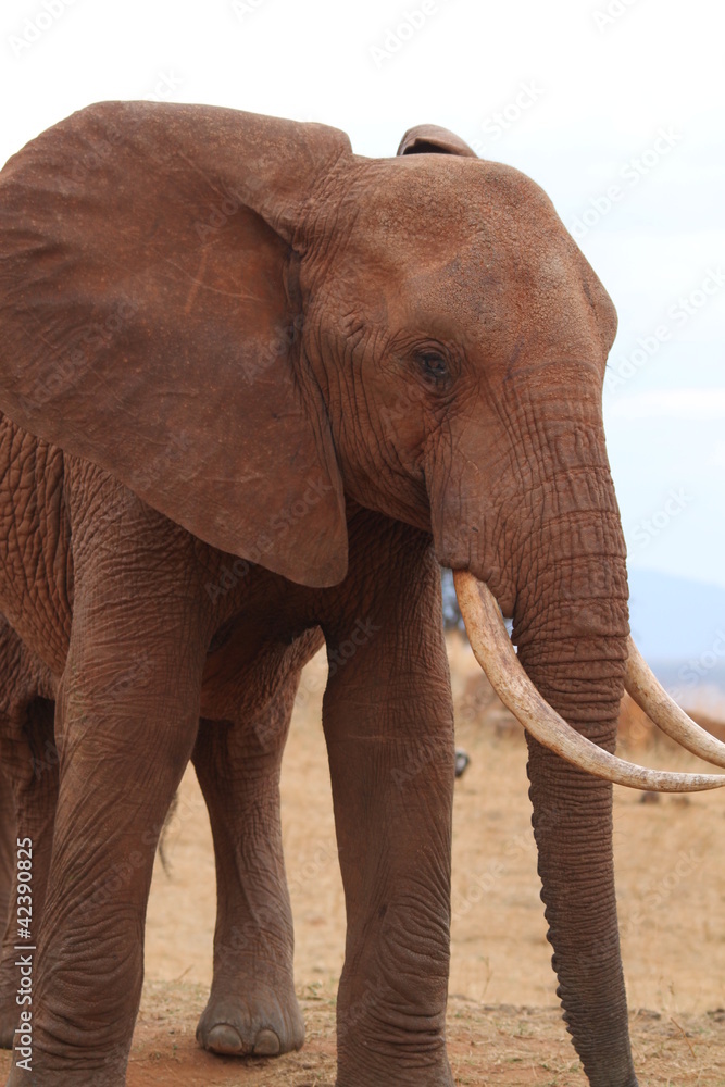 Obraz premium éléphant