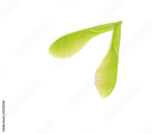 Close-up of fresh green maple seeds on white background