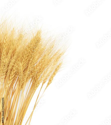 wheat grass isolated over white background