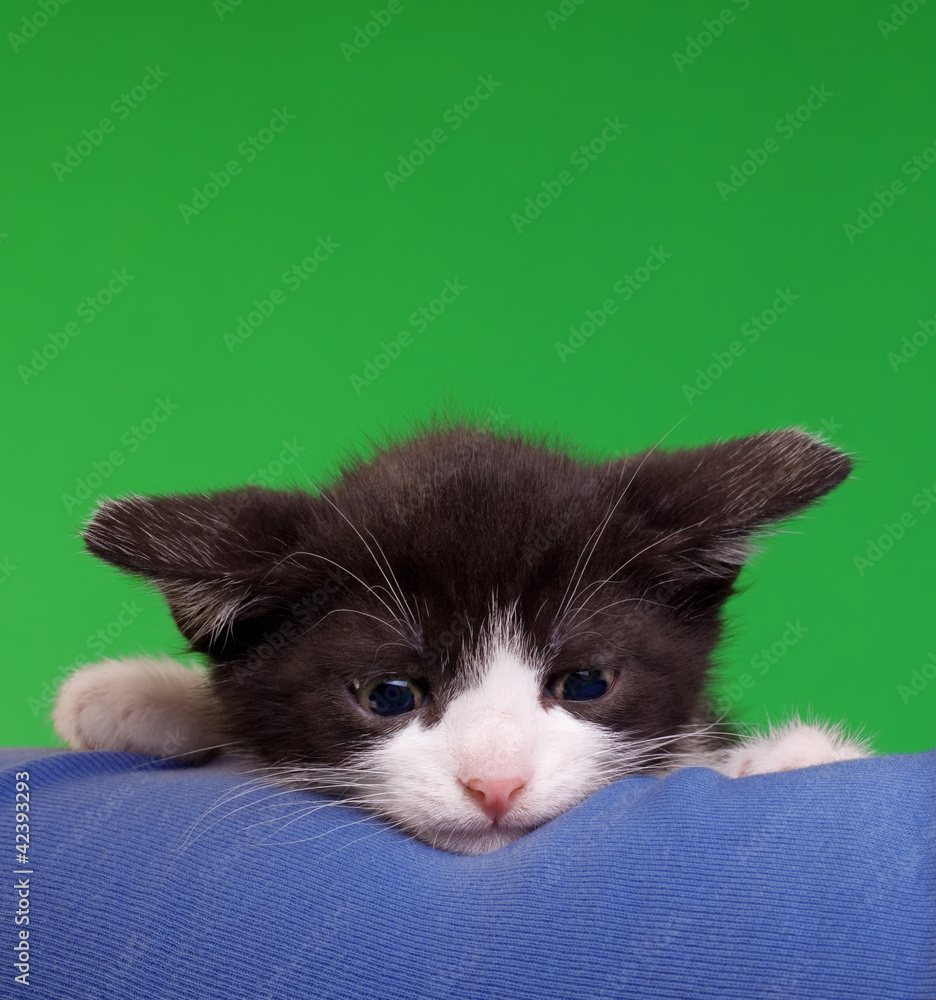 Gremlin Cat Cut Out Gremlin Cat Cut Out