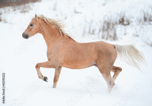 palomino pony © Mari_art