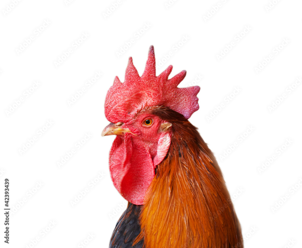 Isolated rooster portrait