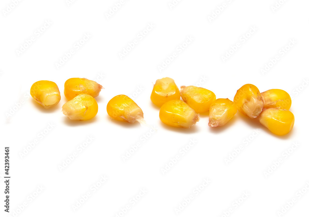 yellow corn grain on white background yellow corn grain on white background
