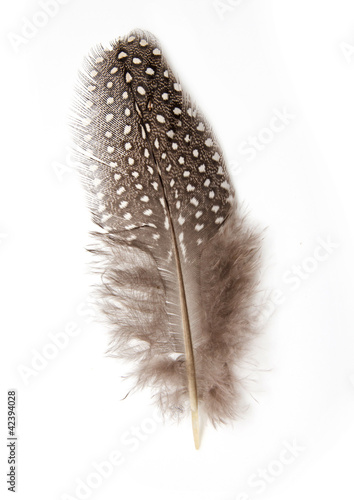 guinea fowl feather on white background
