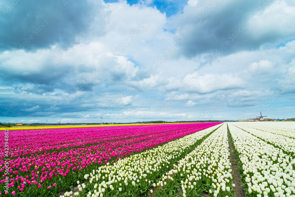 Tulips and windmill