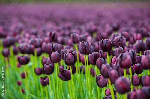 Fototapeta Naklejka Na Ścianę i Meble -  Field of tulips