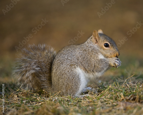 Grounded tree squirrel