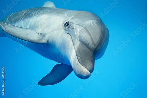 Wallpaper Mural Dolphin under water