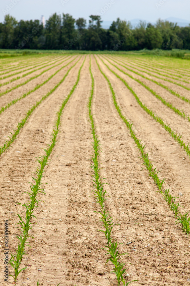 Plants in the field Plants in the field
