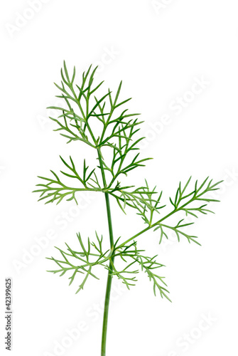 Fresh green dill twigs  isolated on white macro