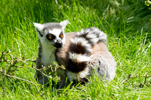 Ring tailed lemur © ellenamani