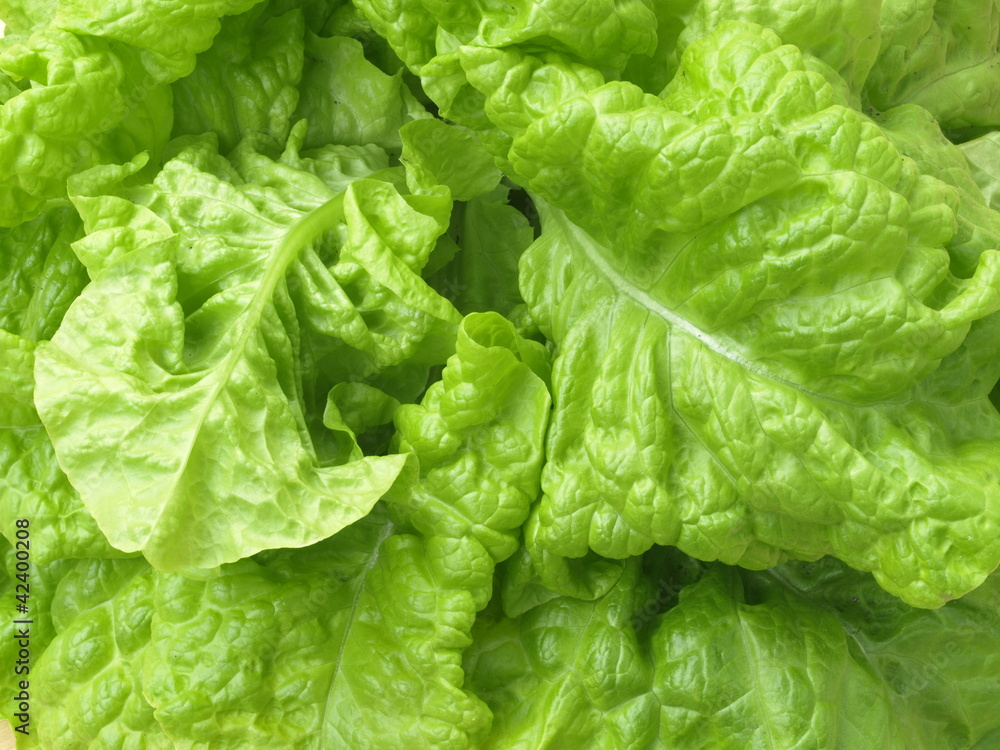 Lettuce leaves Lettuce leaves