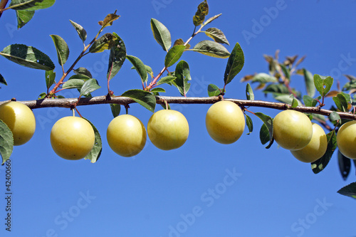 Petites prunelles photo