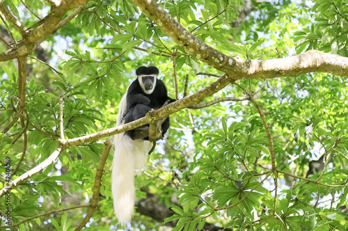 Photos Colobus Affe