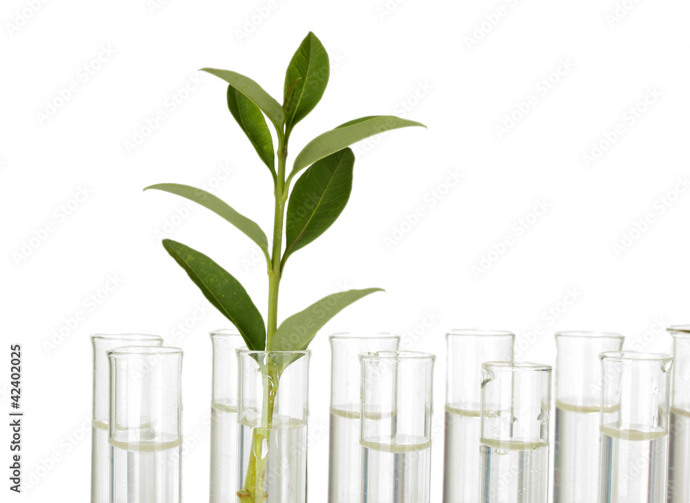 Test-tubes with a transparent solution and the plant Test-tubes with a transparent solution and the plant