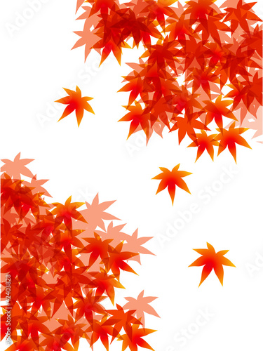 紅葉縦