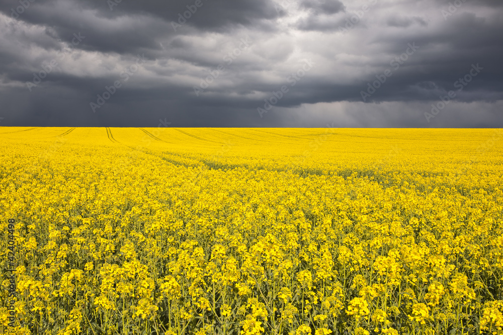 Rapeseed field under heavy storm skies Rapeseed field under heavy storm skies