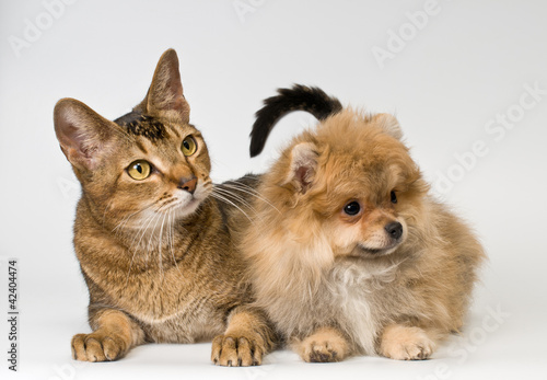 Fototapeta Naklejka Na Ścianę i Meble -  Cat and puppy  in studio
