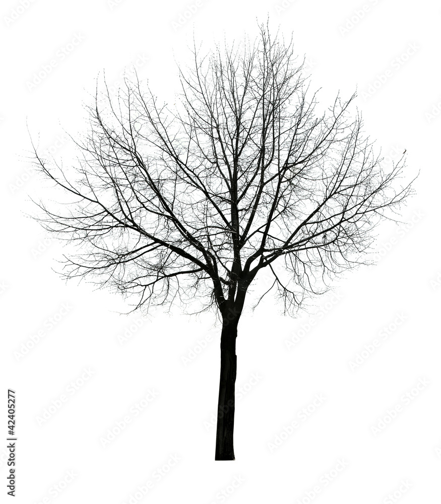 Obraz premium dark leaves free isolated tree
