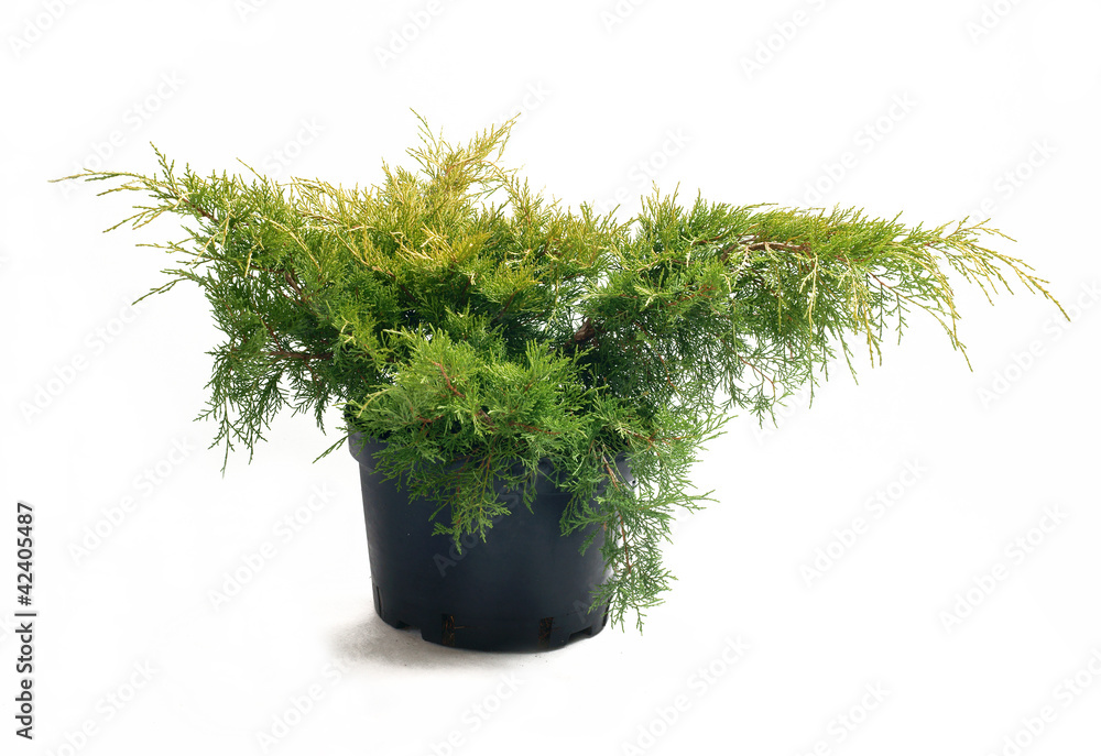 Juniperus pfitzeriana Old Gold in a container - obrazy, fototapety, plakaty 