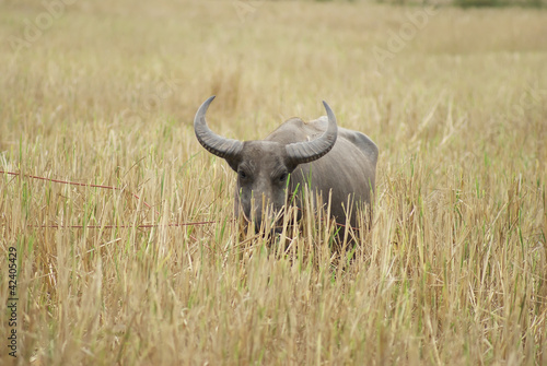 Buffalo graze