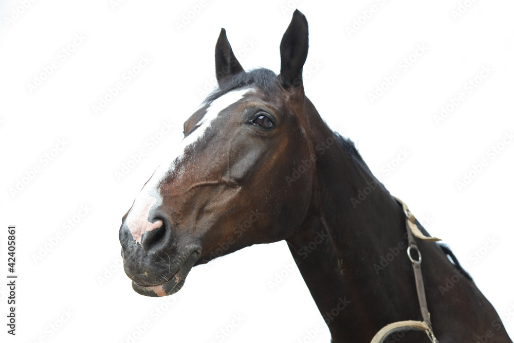 Obraz premium Stute mit Blässe