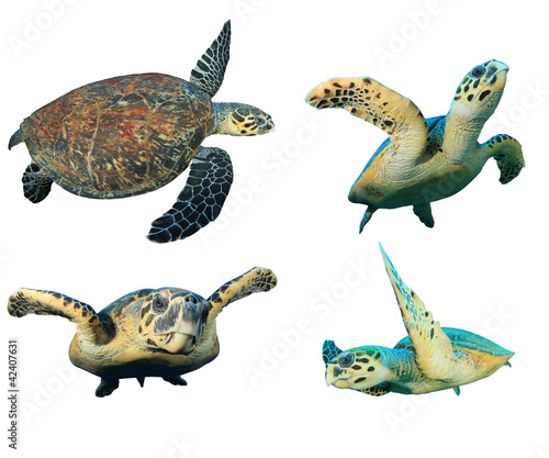 Hawksbill Sea Turtles isolated on white
