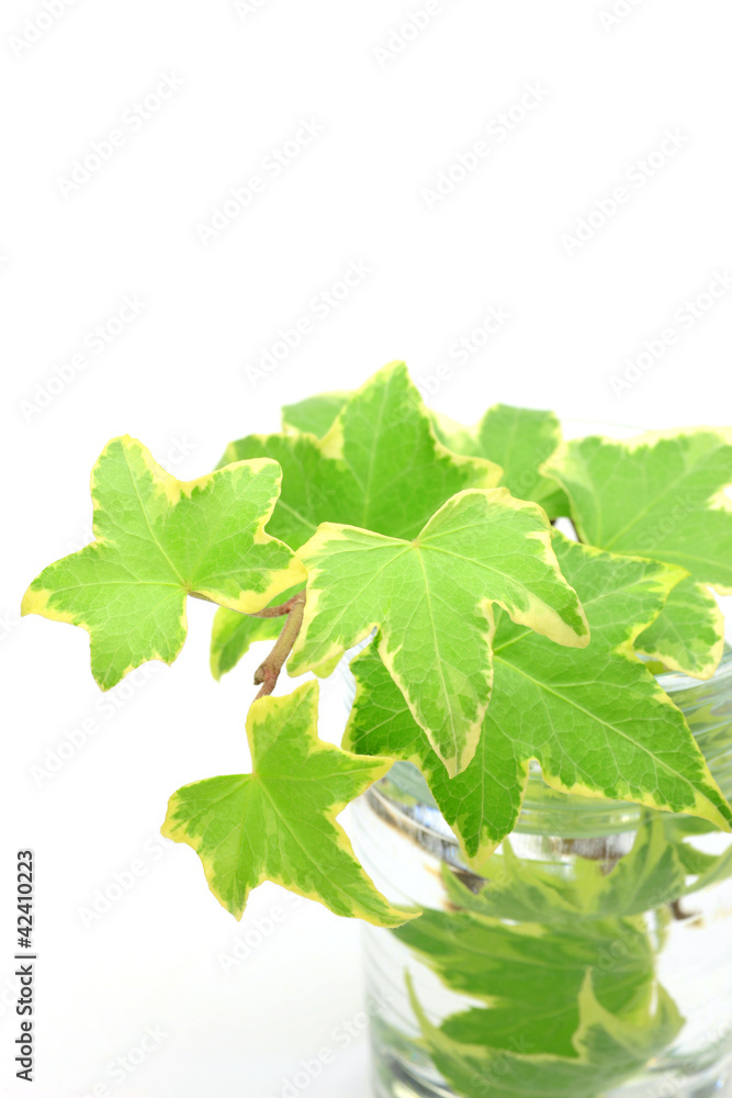ivy ivy