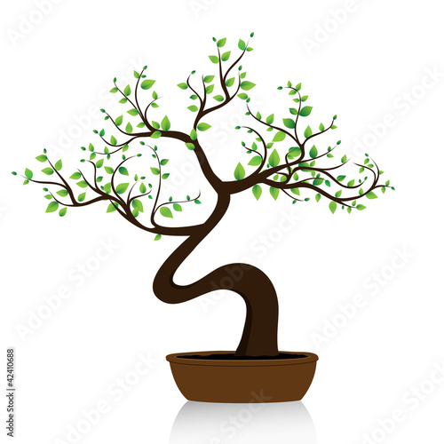 bonsai tree on white background