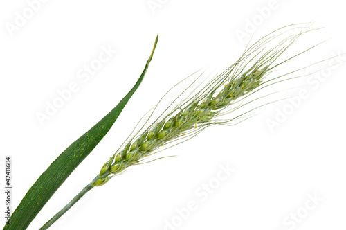 Green wheat ears isolated